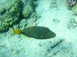 Спинорог оранжевополосый (Оранжевополосый балистап), Balistapus undulatus, Undulate trigger, Orange-lined triggerfish