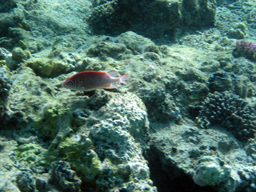 Серебрянопятнистая рыба-белка (Silverspot squirrelfish, Adioryx caudimaculatus)