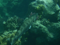 Большая барракуда (Sphyraena barracuda)