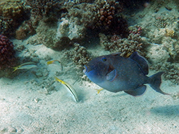 Голубой псевдобалист (Blue-and-gold triggerfish)