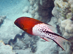 Лирохвостый бодиан (Lyretail hogfish, Bodianus anthioides)