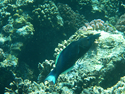 Лазоревый клюворыл, рыба-колибри (Gomphosus caeruleus)  