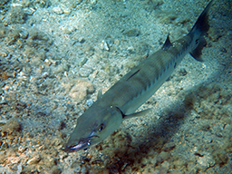 Барракуда (Sphyraena barracuda)