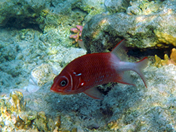 Серебрянопятнистая рыба-белка (Silverspot squirrelfish, Adioryx caudimaculatus) 