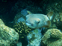 Длинношипая рыба-еж (Diodon hystrix Linnaeus, Spot-fin porcupinefish) 