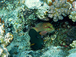 Коралловая гаррупа (Cephalopholis miniata, Coral hind или Сoral trout) 