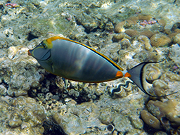 Оранжевошипая рыба-носорог (Naso elegans)