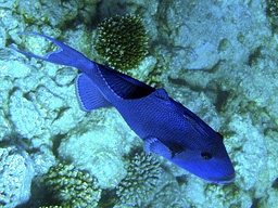 Краснозубый спинорог (Redtoothed triggerfish, Odonus niger)