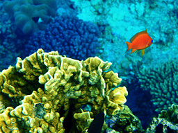 Золотые рыбки (Pseudoanthias squamipinnis) и на заднем плане Хромис двухцветный (Chromis dimidiata)