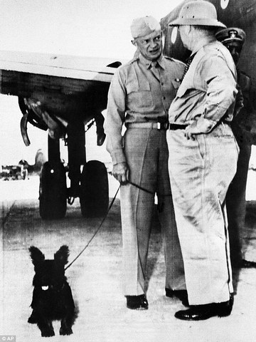 енерал Дуайт Эйзенхауэр и шотландский терьер Телек, встречают в аэропорту министра ВМФ Фрэнка Нокса, октябрь 1943 г.