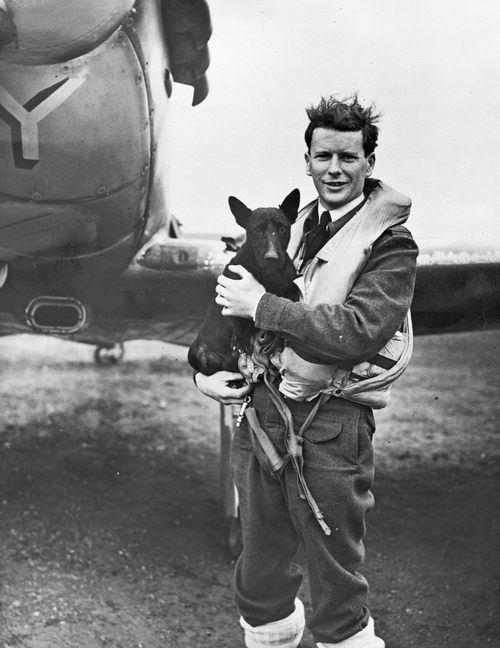 Скотч-терьер Стив на руках у новозеландского аса Джона Милна «Джонни» Чекеттса, будущего командира 485-й эскадрильи NZ RAF