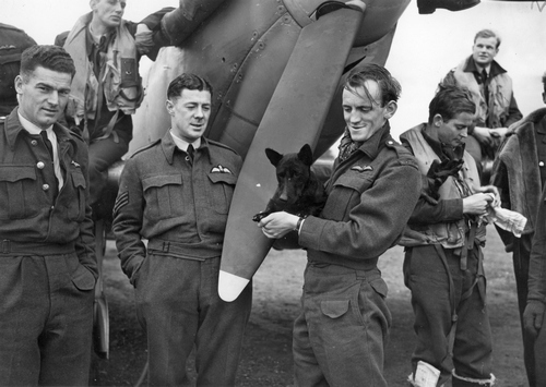 Пилоты 485-й (новозеландской) истребительной эскадрильи RAF. Скотч-терьера по кличке Стив держит на руках Д.Т. Клоустон [Flying Officer DT Clouston]