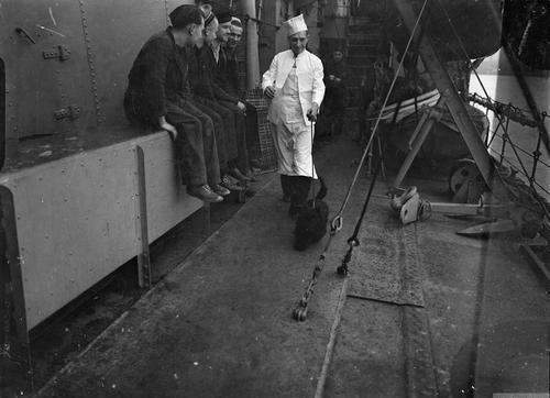 Скотч-терьера Корону выгуливает на верхней палубе кок эсминца HMS Kelvin 