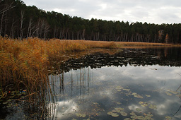 Берег озера Боровушка в сумерках (Nikon D50, Nikon 18-70  f/3.5-5.6G)