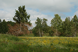 Местность в районе деревень Верхняя Казарма - Бердяш - Сосновка (Зилаирское плато, Башкирия)