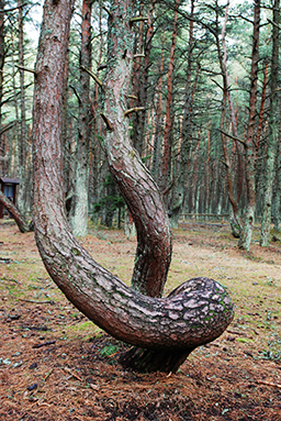 Танцующий лес, Куршская коса, Калининградская область