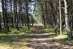 Танцующий лес, Куршская коса, Калининградская область