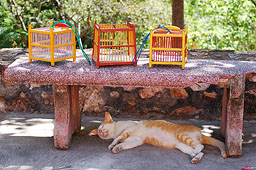 Подозрительно сытая кошка возле опустевших птичьих клеток на холме Будды